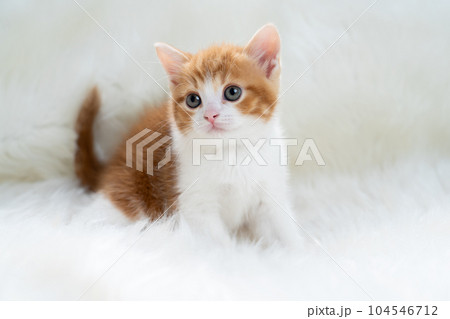 スコティッシュフォールドの子猫 スコティッシュフォールドの子猫 104546712