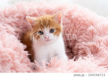 スコティッシュフォールドの子猫 104546713