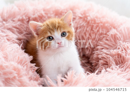 スコティッシュフォールドの子猫 スコティッシュフォールドの子猫 104546715