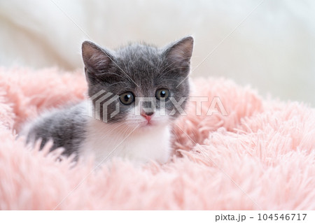 スコティッシュフォールドの子猫 104546717