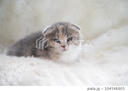 スコティッシュフォールドの子猫 104546805