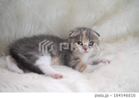 スコティッシュフォールドの子猫 104546810