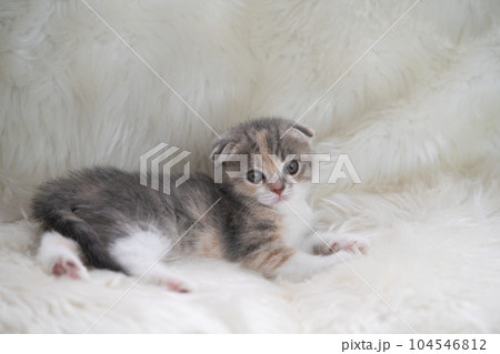 スコティッシュフォールドの子猫 スコティッシュフォールドの子猫 104546812