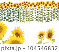ひまわり畑 104546832