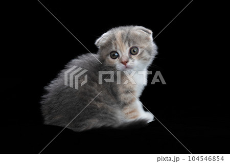 スコティッシュフォールドの子猫 スコティッシュフォールドの子猫 104546854