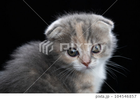 スコティッシュフォールドの子猫 スコティッシュフォールドの子猫 104546857