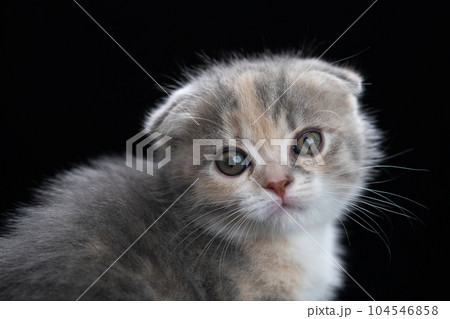 スコティッシュフォールドの子猫 104546858