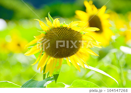 夏の太陽に輝くひまわりの花 夏の太陽に輝くひまわりの花 104547268