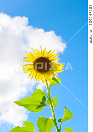 夏の太陽に輝くひまわりの花 夏の太陽に輝くひまわりの花 104547288
