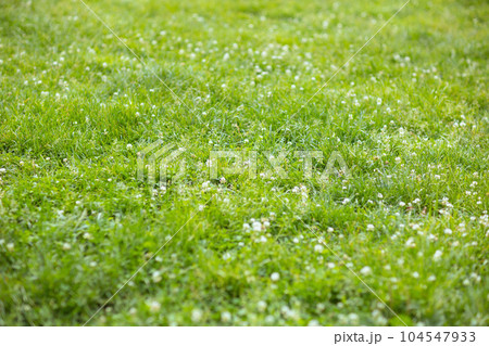 green meadow 104547933