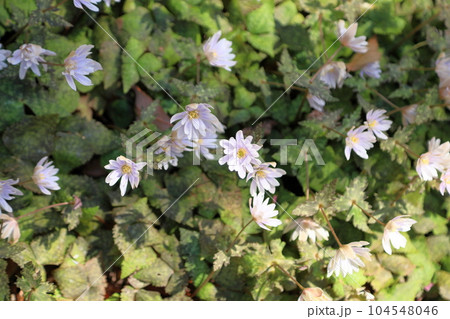 爽やか　ユキワリイチゲの花 104548046