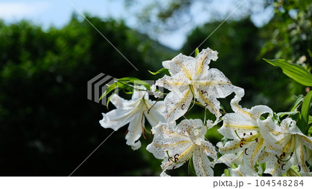 白色が綺麗なゆりの花 白色が綺麗なゆりの花 104548284