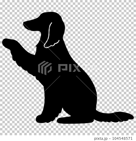 silhouette of afghan hound giving hands silhouette of afghan hound giving hands 104548571
