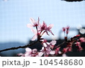 cherry blossom rim light 104548680