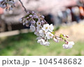 soft white cherry blossom 104548682