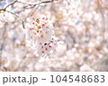 soft pink sakura 104548683