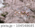 soft pink sakura 104548685