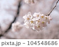 Pink Sakura 104548686