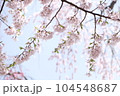 Cherry blossom overhead 104548687