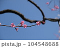 Pink Cherry blossom 104548688
