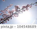Cherry blosson under sunshine 104548689