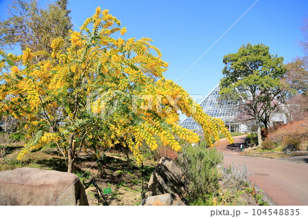 銀葉アカシアの花 銀葉アカシアの花 104548835