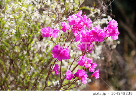ゲンカイツツジの花 104548839