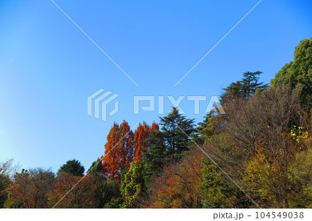 色づく森林の風景1 色づく森林の風景1 104549038