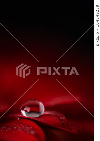 Red gerbera flower petals with water drops close up. Macro photography of gerbera flower petals with dew. Red gerbera flower petals with water drops close up. Macro photography of gerbera flower petals with dew. 104549259