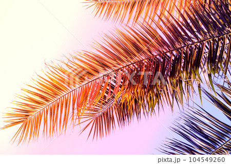 Coconut palms leaf over purple sky at sunset. Picturesque palm tree leaf wallpaper. 104549260
