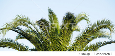 Palm leaf over blue sky wallpaper. Tropical palm tree over sky background. 104549261