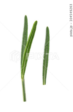 Lavender leaf isolated on white background. Lavender leaf cut out on white for design. Lavender leaf isolated on white background. Lavender leaf cut out on white for design. 104549263
