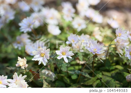 爽やか　ユキワリイチゲの花 104549383