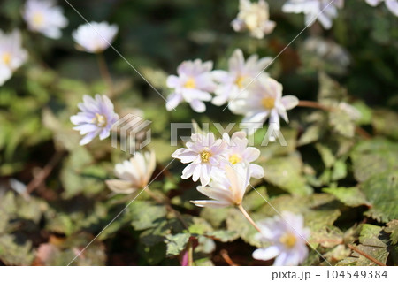 爽やか　ユキワリイチゲの花 104549384