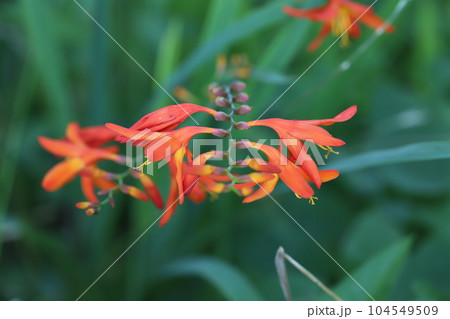 初夏の庭に咲くヒメヒオウギズイセンの朱色の花 初夏の庭に咲くヒメヒオウギズイセンの朱色の花 104549509