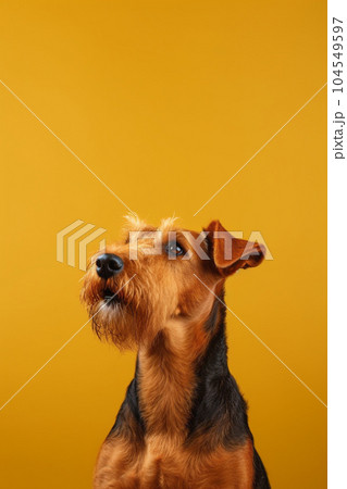 Cute dog of the lakeland terrier breed is posing 104549597