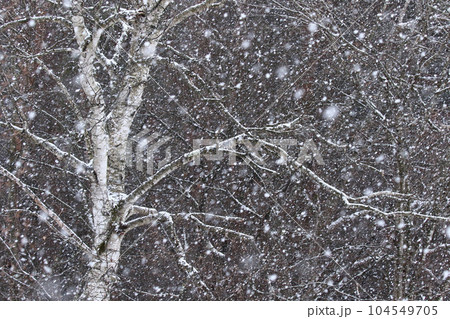 白樺の梢に降り頻る雪 104549705
