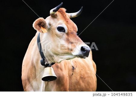 North Italian Alpine cow on black background 104549835