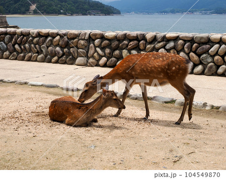 日本 安芸の宮島 鹿の置物 芳しく