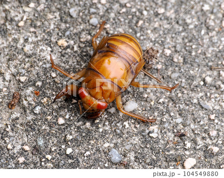 セミの幼虫のいる風景 セミの幼虫のいる風景 104549880