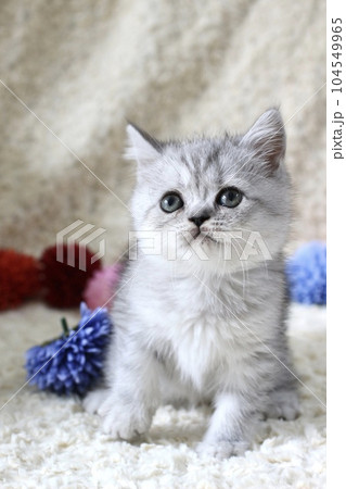 シルバータビーの子猫 104549965
