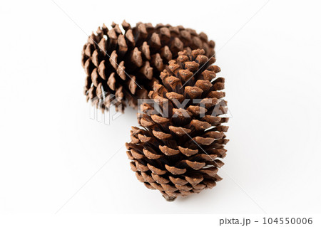 松ぼっくり 松ぼっくり 104550006