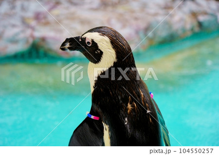 見つめるケープペンギン 104550257
