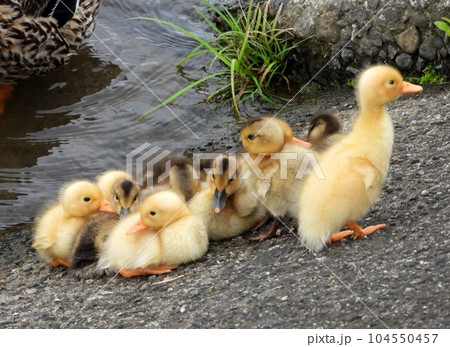 アヒルの雛の写真素材 [104550457] - PIXTA