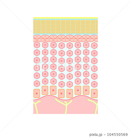 健康な人間の皮膚の構造、表皮、C線維 健康な人間の皮膚の構造、表皮、C線維 104550569
