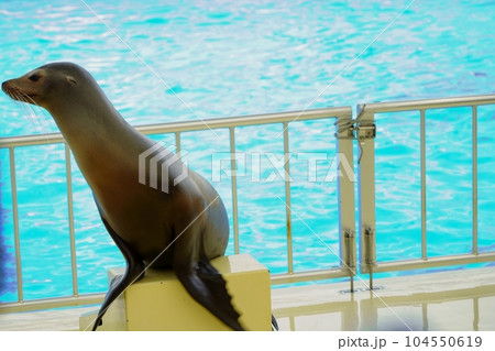 様子を伺うアシカ 104550619