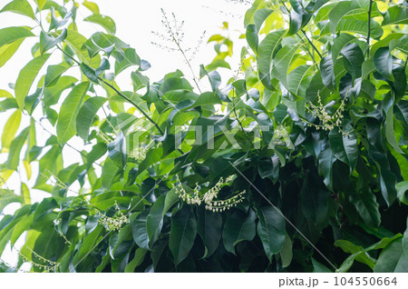 初夏に花咲くスズランノキ 104550664