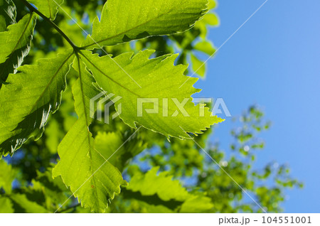 新緑のミズナラの葉と青空 104551001