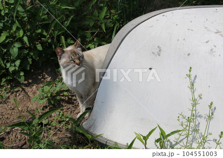 瀬戸内の島の猫 瀬戸内の島の猫 104551003