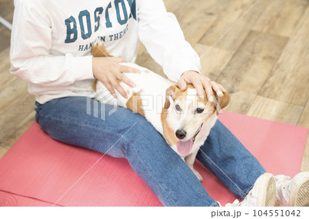 足の間で微笑むジャックラッセル 104551042